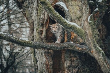 American Wilderness: Lynx Bobcat In Tree