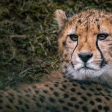 Cheetah is the Fastest: Cheetahs relaxing