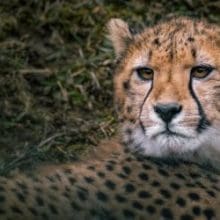 Cheetah Secrets: Cheetahs relaxing