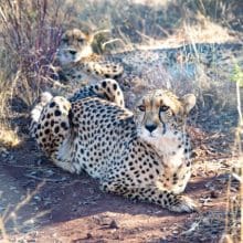 Cheetahs Relaxing