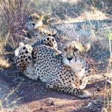 Cheetahs in Captivity: Cheetahs Relaxing