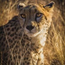 cheetahs marvels of nature 7733977 dl 0
