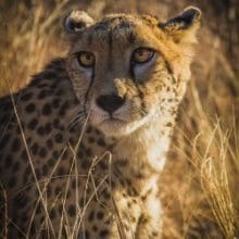 Marvels of Nature: Cheetah in a field