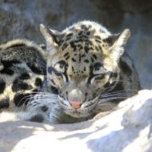Clouded Leopard Conservation: Clouded Leopard resting