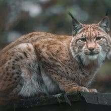Lynx and Bobcat: Eurasian Lynx Bobcat resting on a platform