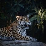 Majestic Jaguar: Jaguars relaxing on rock ledge showing his teeth