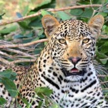 Survival of Leopards: Leopard Relaxing in the woods