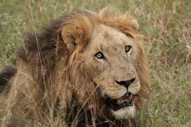 Lion in field