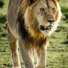 Facts About Lions: Lion walking in a field