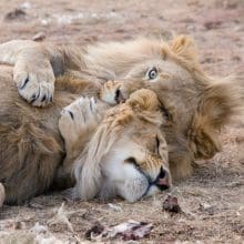 Threats Facing Lions: Two Lions Relaxing Together