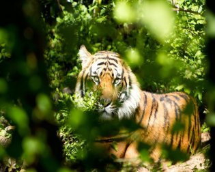 Tiger Majestic and Mighty