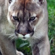 Magnificent Mountain Lions: Mountain Lion in the woods
