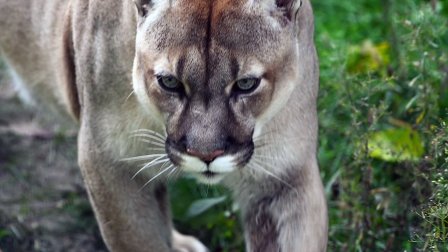 Magnificent Mountain Lions: Mountain Lion in the woods