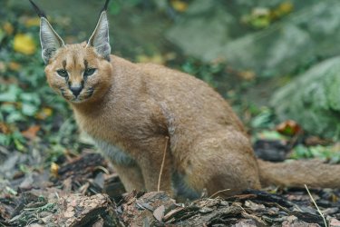 Secrets of Caracals