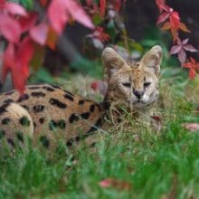 Nature's Hidden Gems: Serval Cat resting in the grass