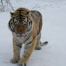 Siberian Tiger walking in the snow