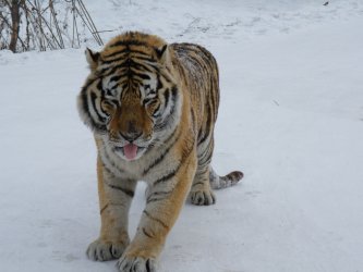 Siberian Tiger walking in the snow