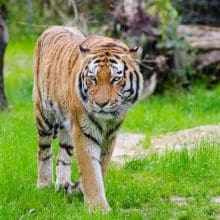 Symbolism of Tigers: Tiger walking in a field