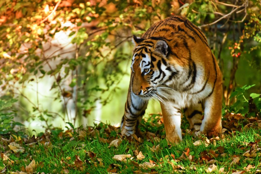 Tiger in the woods