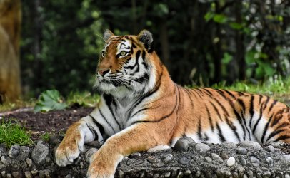 Tiger Relaxing