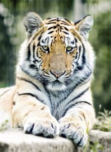 Wildlife Conservation: Tiger relaxing