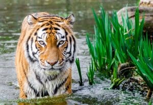 Kings of the Jungle: Tiger walking in water