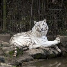 The White Tiger Relaxing