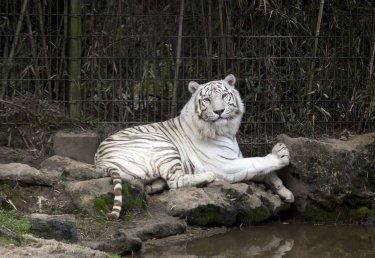 The White Tiger Relaxing