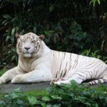 Captivating and Rare: White Tiger Resting in the woods