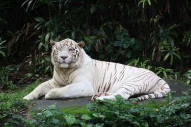 Captivating and Rare: White Tiger Resting in the woods