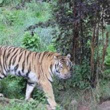 Tiger walking in the woods