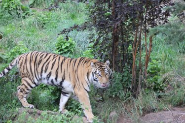 Tiger walking in the woods