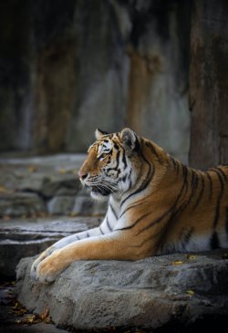 Tiger sitting on a stone slab.