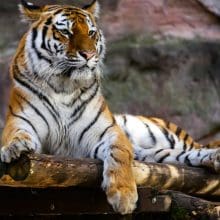 Tigers and People: Tiger relaxing on platform