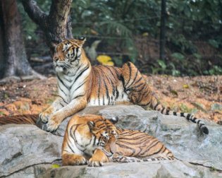 Tigers Relaxing