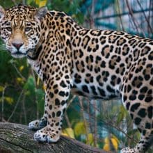 Jaguars from Extinction: Jaguar-wildlife-mammal-nature-722587-dl-3