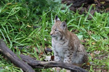 Captivating Encounters: A bobcat on a grassland