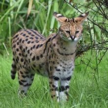 Animal Kingdom: A serval in the wild