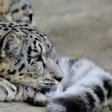 Snow Leopards' Tails: Snow Leopard relaxing