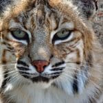 Support Bobcat Populations: