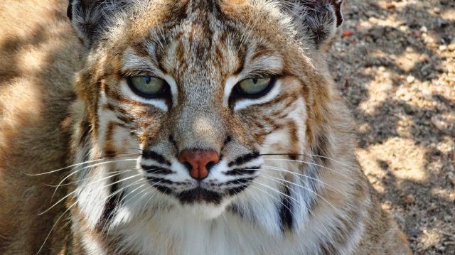 Bobcat Populations Worldwide: Bobcat looking at something