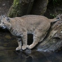 Bobcats Galore: bobcat, feline, predator