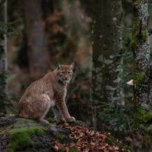 Insights into Bobcats: Bobcat sitting on a small hill