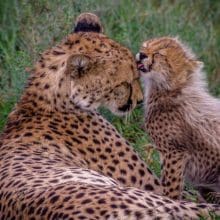 Trust with Cheetahs Cheetah on green grass field