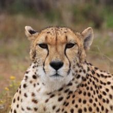 Pet Cheetah: Cheetah, predator, wild animal