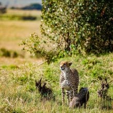 Captivating Moments: Cheetahs mom and cub