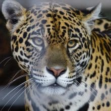 Unmasking the Jaguar:: Close up photo of a jaguar