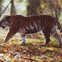 Wild Tigers Roam