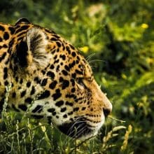 Jaguar Encounter: Jaguar stalking in the jungle