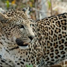 Beauty of Leopards: leopard, big cat, feline